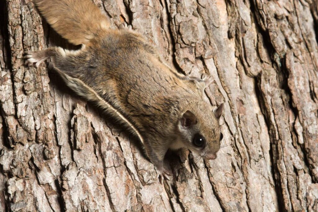 Flying Squirrel Removal NJ | Flying Squirrels | Humane Wildlife Flying Squirrel Removal New Jersey - (973) 747-5455