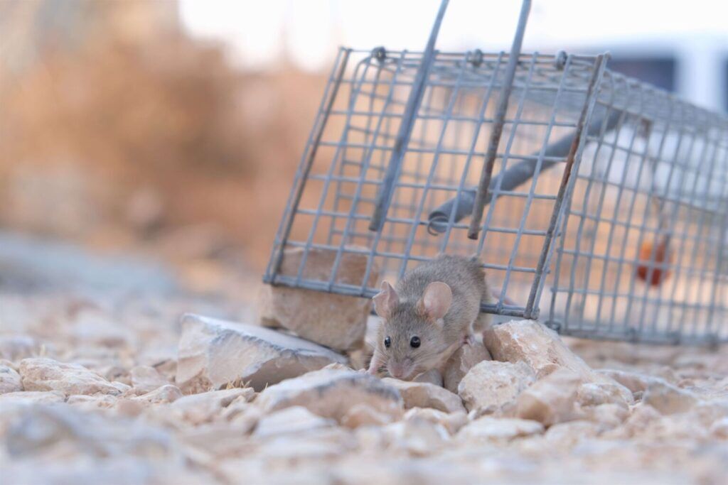 Mice Trap Services NJ | Humane Wildlife Mice Trap Removal New Jersey - (973) 747-5455