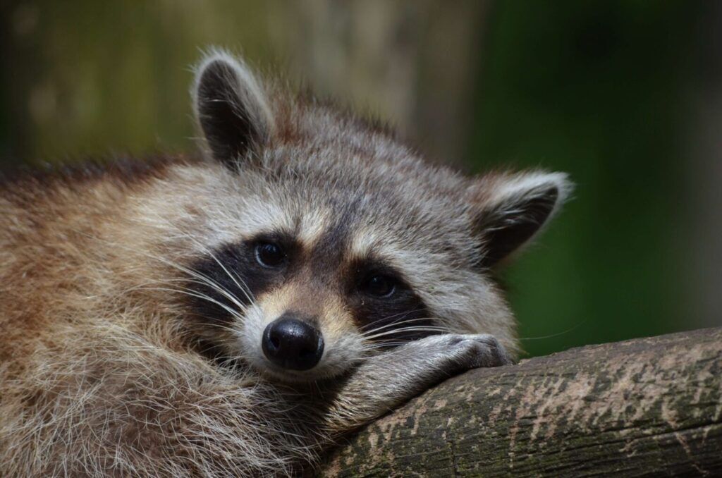 Raccoon Removal NJ | Humane Wildlife Removal New Jersey - (973) 747-5455