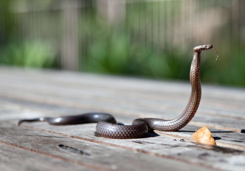 Snakes Control in NJ | Humane Wildlife Snakes Control New Jersey - (973) 747-5455