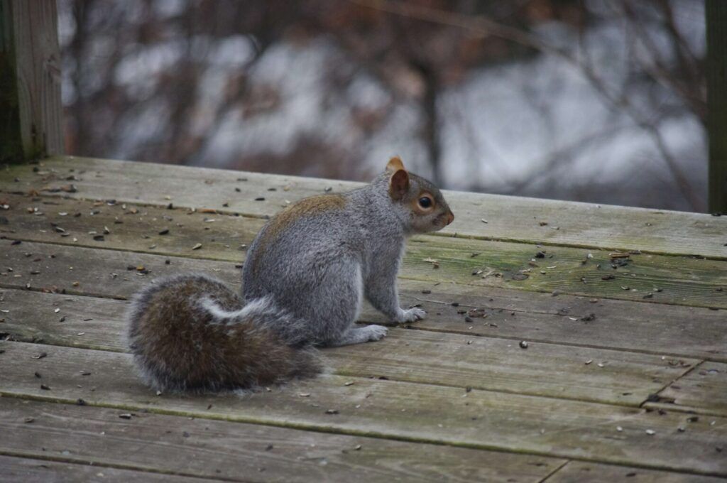 Squirrel Removal - Humane Wildlife Squirrel Removal New Jersey - (973) 747-5455