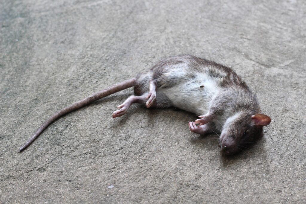 Dead Animal Removal NJ dead animal 2 | Humane Wildlife Rat Removal New Jersey - (973) 747-5455