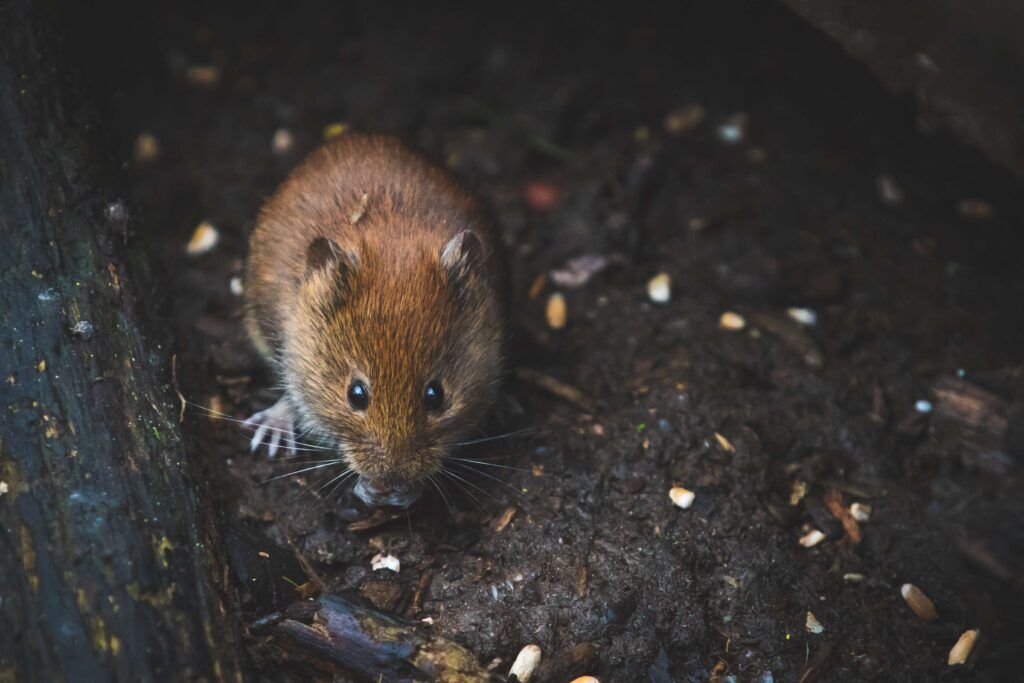 Rodent Exterminators In New Jersey | Humane Wildlife Removal New Jersey - (973) 747-5455