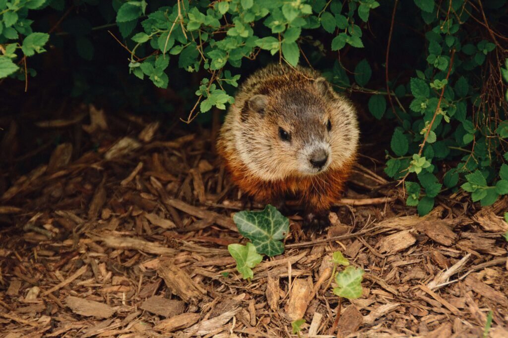 Groundhog | Humane Wildlife Groundhog Removal New Jersey - (973) 747-5455