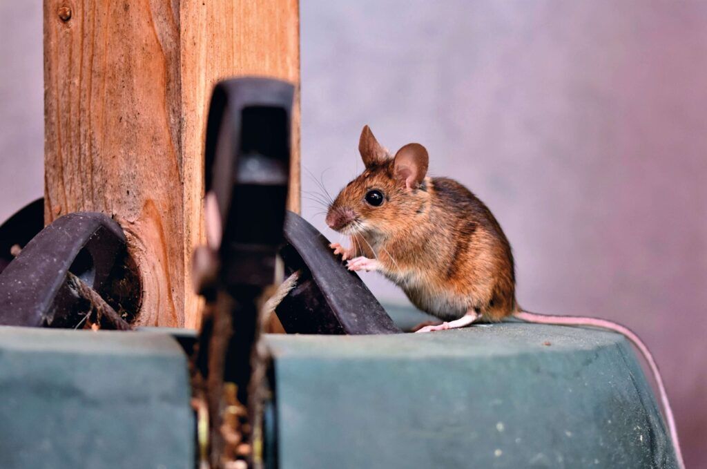 A brown rodent stands on a green surface, next to a wooden post.