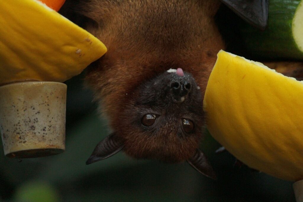 Bats Removal in NJ | Humane Wildlife Bat Removal New Jersey - (973) 747-5455