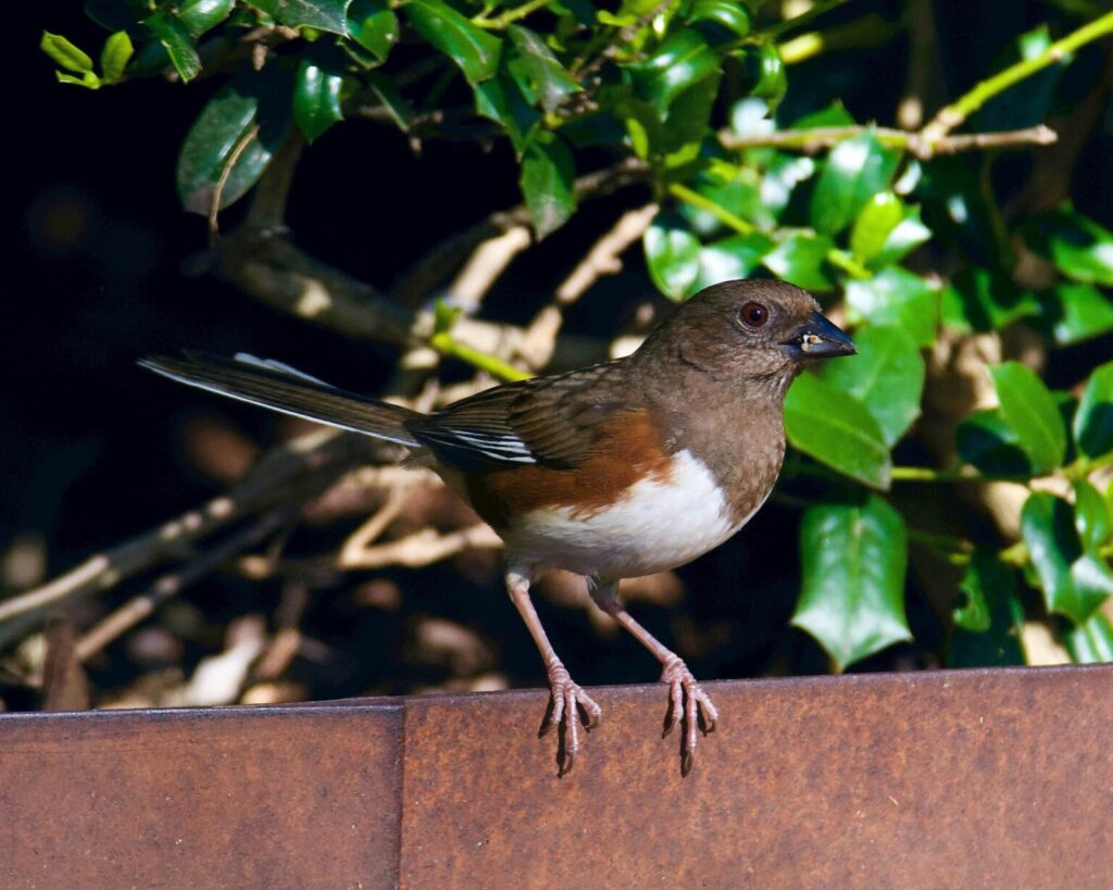 Bird Removal NJ - Humane Wildlife Bird Removal New Jersey - (973) 747-5455