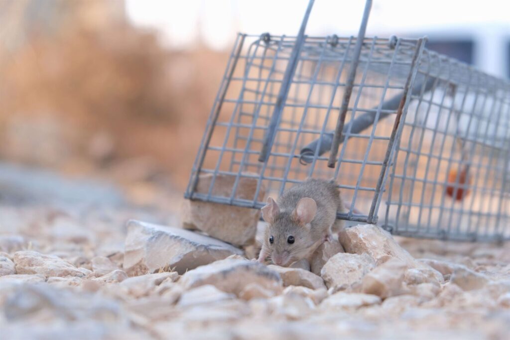 Mice Trap Services NJ | Humane Wildlife Mice Trap Removal New Jersey - (973) 747-5455