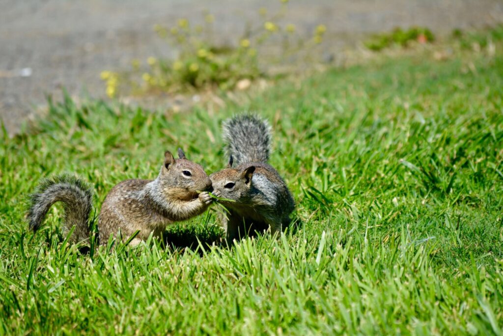 Squirrel Removal - Humane Wildlife Squirrel Removal New Jersey - (973) 747-5455