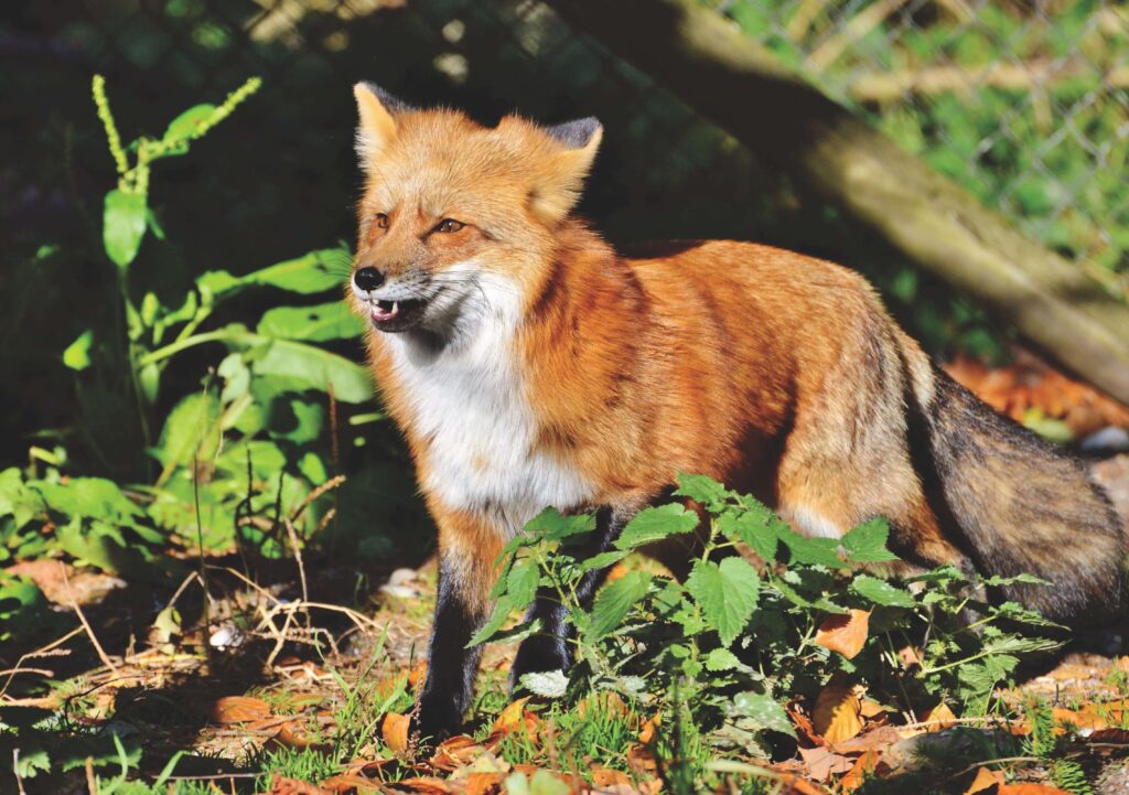 Fox Removal | Humane Wildlife Fox Removal New Jersey - (973) 747-5455