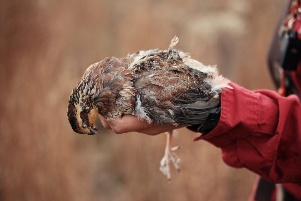 Dead Animal Removal NJ dead animal 1 | Humane Wildlife Rat Removal New Jersey - (973) 747-5455