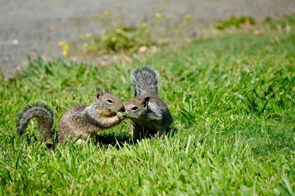 Rodent Exterminators In New Jersey | Humane Wildlife Removal New Jersey - (973) 747-5455 Critter Control