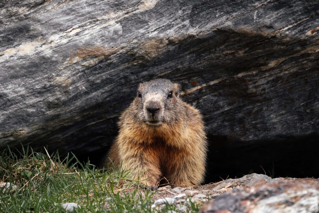 Groundhog | Humane Wildlife Groundhog Removal New Jersey - (973) 747-5455