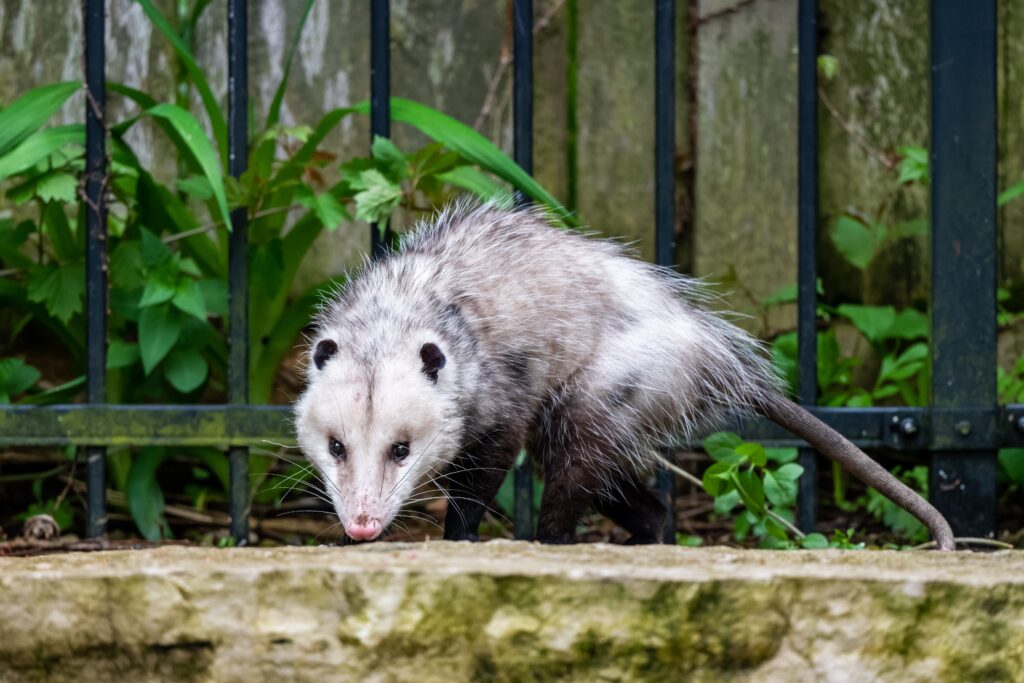 Opossum Removal NJ | Humane Wildlife Opossum Removal New Jersey - (973) 747-5455