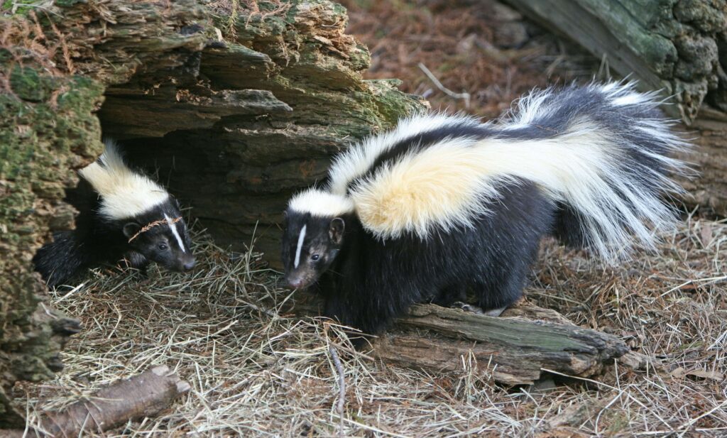 Skunk Removal NJ | Humane Wildlife Skunk Removal New Jersey - (973) 747-5455