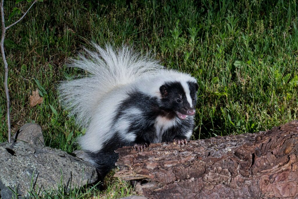 Skunk Removal NJ | Humane Wildlife Skunk Removal New Jersey - (973) 747-5455