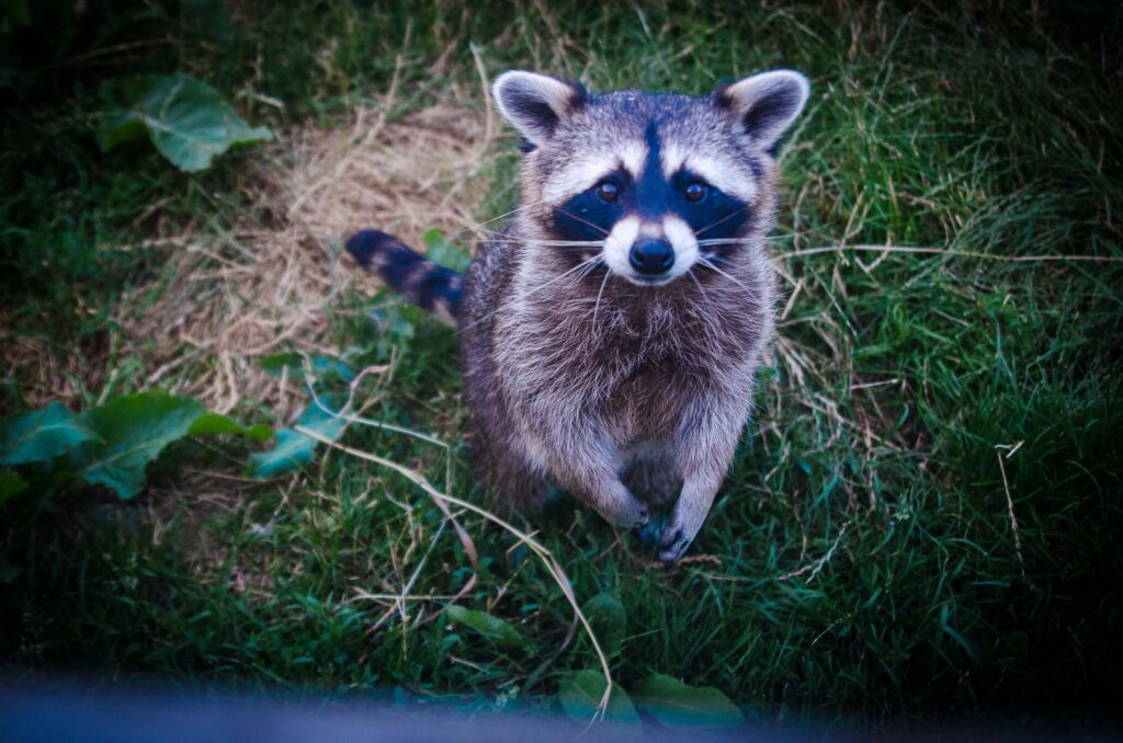 Raccoon Removal | Humane Wildlife Raccoon Removal New Jersey - (973) 747-5455