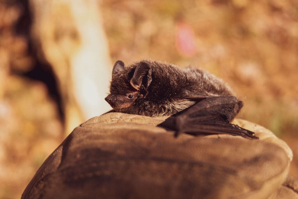 Bats in NJ | Humane Wildlife Bat Removal New Jersey - (973) 747-5455