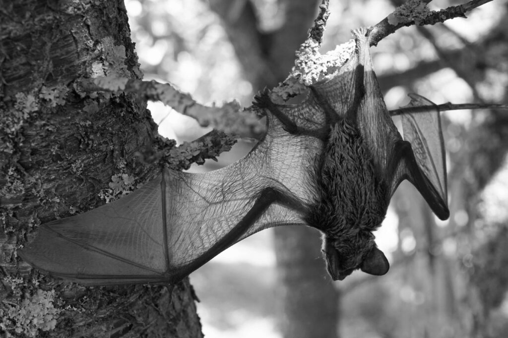 Bats in NJ | Humane Wildlife Bat Removal New Jersey - (973) 747-5455