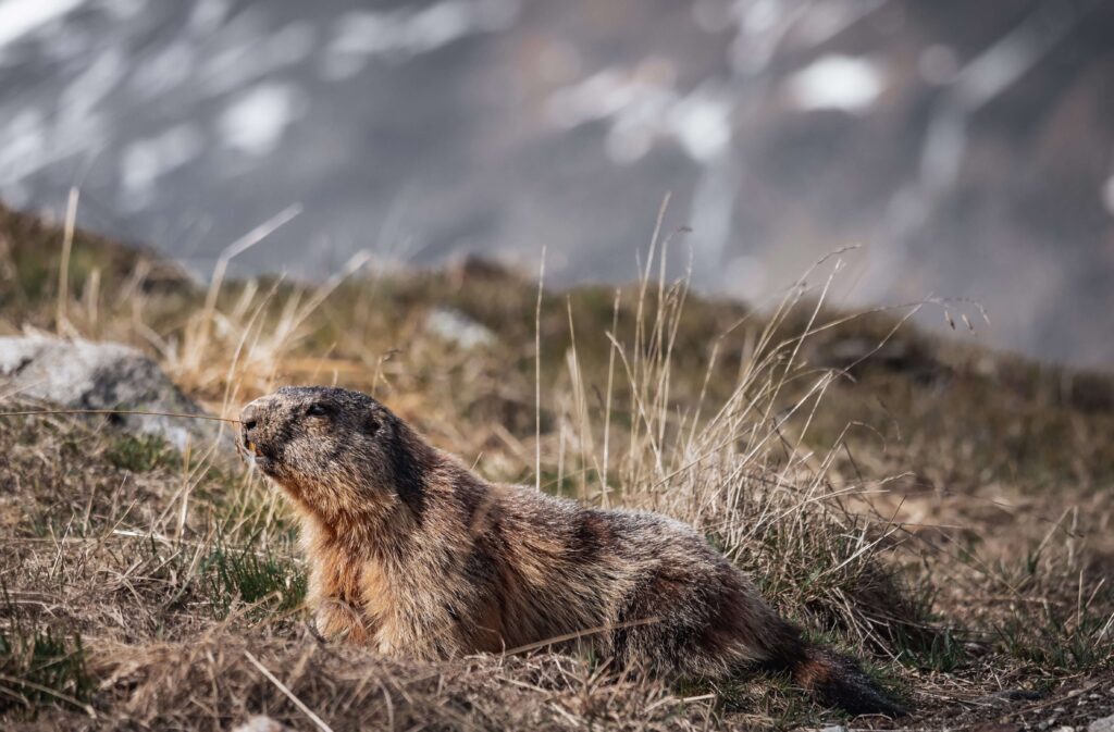 Groundhog | Humane Wildlife Groundhog Removal New Jersey - (973) 747-5455