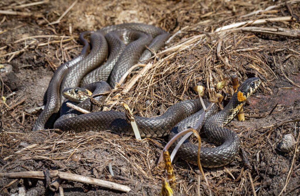 A pair of snakes entwined on the ground among dry twigs and leaves, displaying natural snakes control in their habitat.