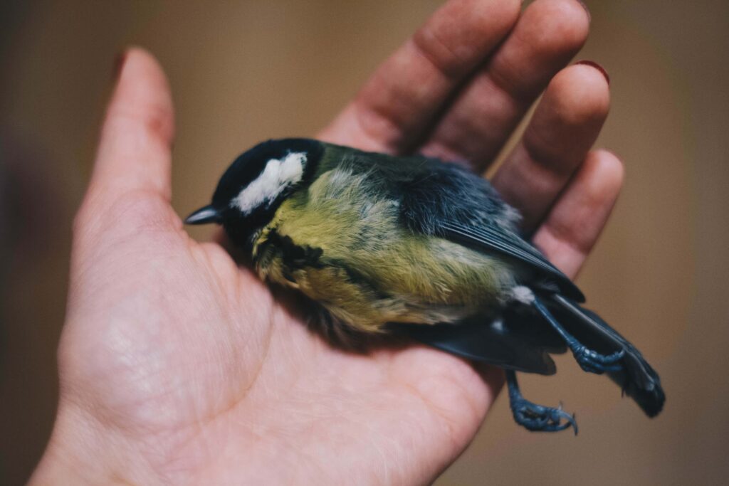 A small bird lies lifeless in the palm of a person's hand requiring dead animals removal