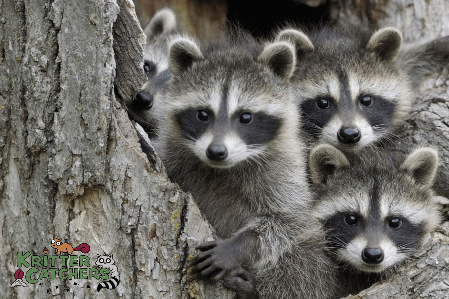 raccoon