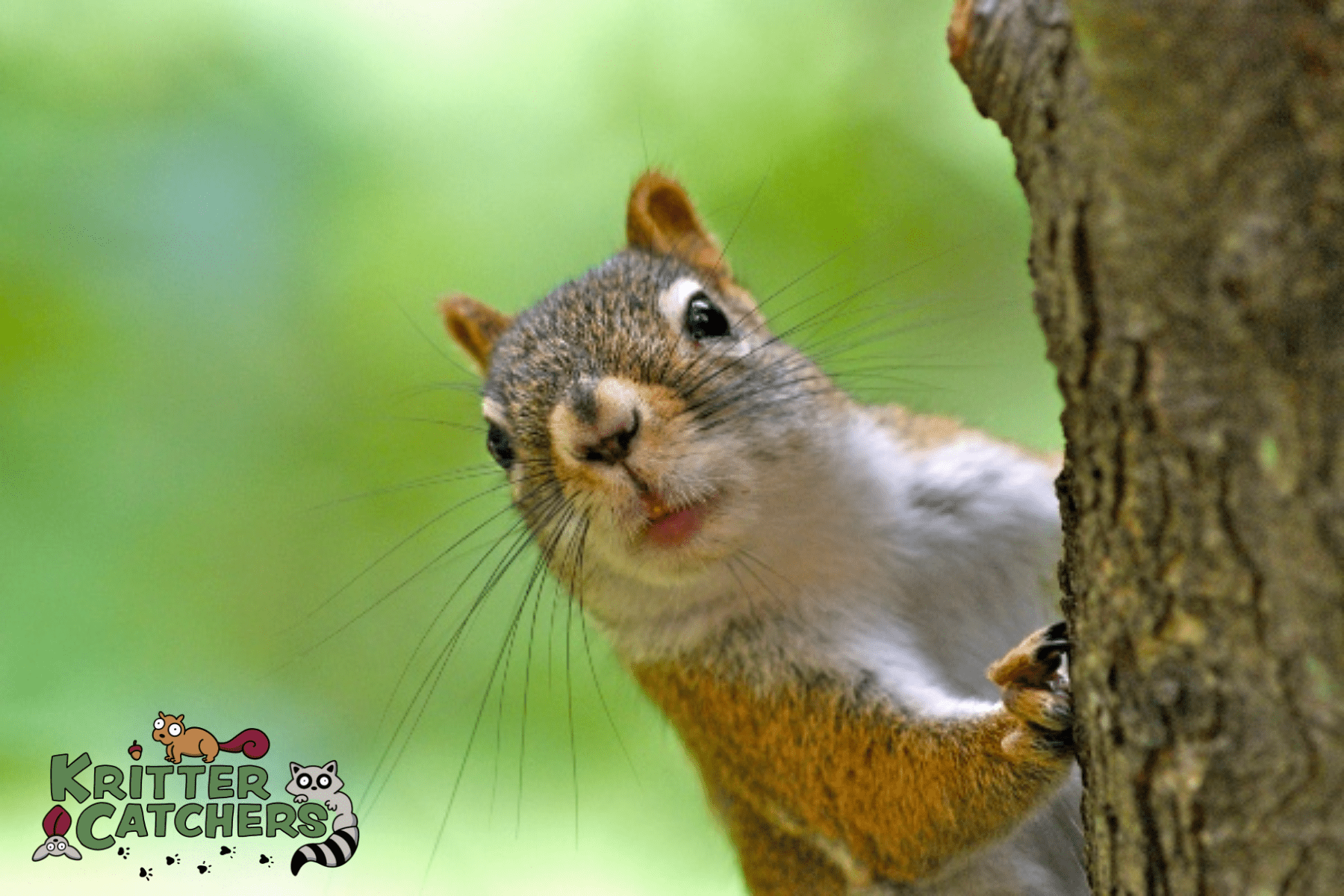 squirrel